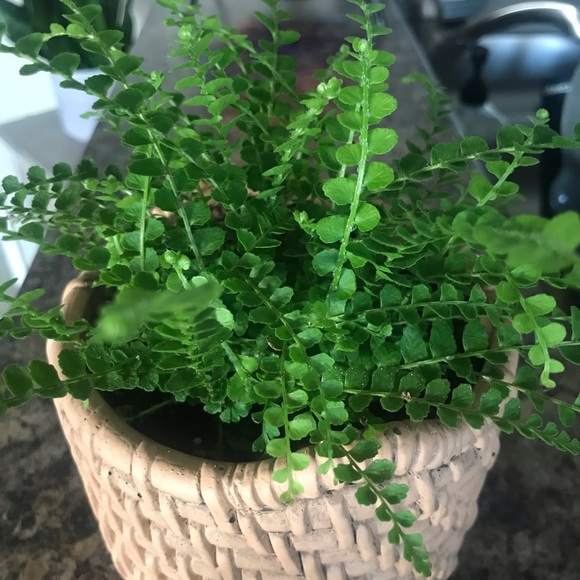 Heya - Picture 1 of 1